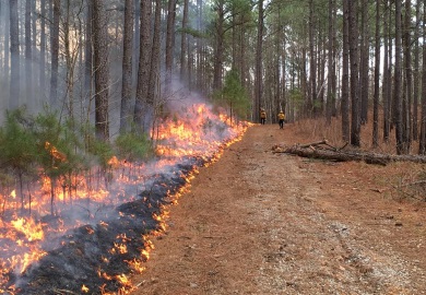 SCDNR fire crews conduct a prescribed burn at Liberty Hill WMA in Feb. 2018.