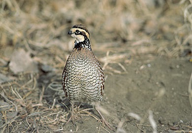 More quail were heard calling this year than any year since 2012. More quail were heard calling this year than any year since 2012.