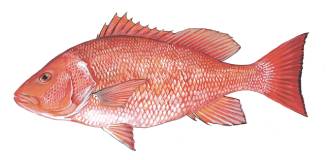 A drawn image of a red snapper