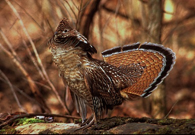To get a better understanding of where ruffed grouse are found in South Carolina, SCDNR is asking outdoor enthusiasts to download a free app that will let them document grouse that they see or hear. (Male grouse photo courtesy of Ruffed Grouse Society) To get a better understanding of where ruffed grouse are found in South Carolina, SCDNR is asking outdoor enthusiasts to download a free app that will let them document grouse that they see or hear. (Male grouse photo courtesy of Ruffed Grouse Society)