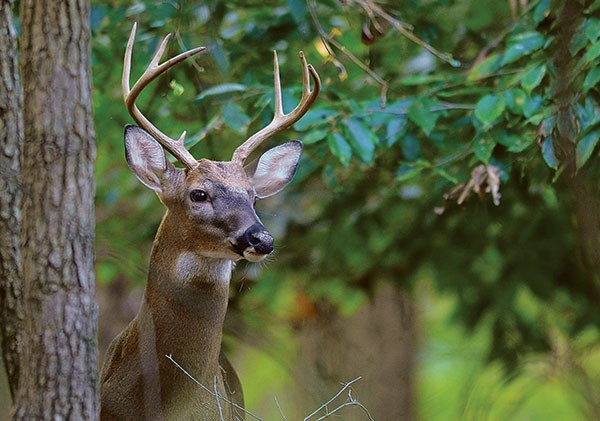 Properly disposed deer remains will soon be taken care of by decomposition and insects because nature wastes no nutrients.