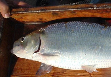 Photograph of American Shad Photograph of American Shad.