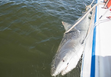 Harry-Etta is the fifteenth tiger shark to be tagged by SCDNR biologists in South Carolina waters. (Photo: Taylor Main/SCDNR)