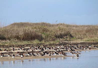The bright orange bill of the American oystercatcher is a striking contrast to the gray-blue coastline in winter. (Photo: Erin Weeks/SCDNR) The bright orange bill of the American oystercatcher is a striking contrast to the gray-blue coastline in winter. (Photo: Erin Weeks/SCDNR)