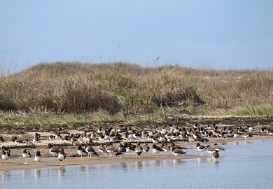 The bright orange bill of the American oystercatcher is a striking contrast to the gray-blue coastline in winter. (Photo: Erin Weeks/SCDNR)