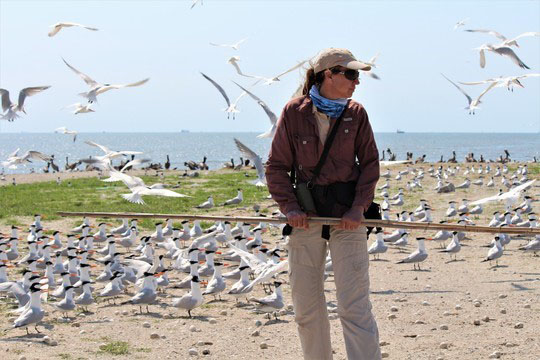 SCDNR shorebird leader named biologist of the year