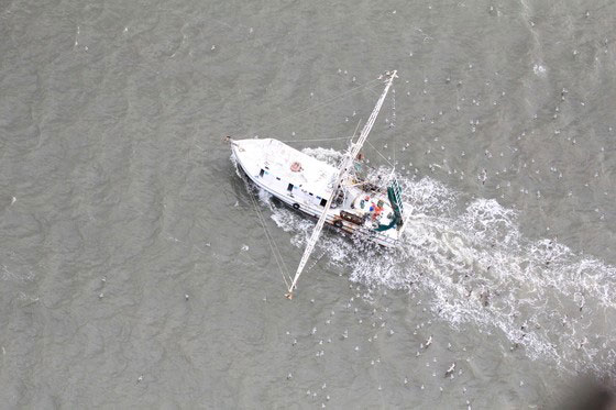 Trailed by laughing gulls, a commercial shrimp trawler returns to port in 2016. (Photo: Christy Hand/SCDNR)