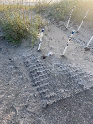 metal cages in sand near the nests