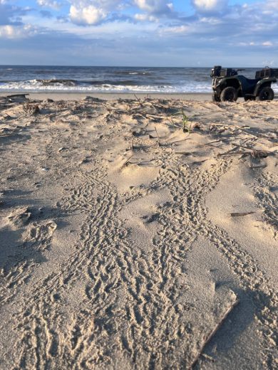 sea turtle tracks leading to the ocean