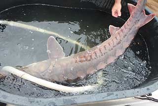 Atlantic sturgeon in holding tank with recirculating flow.