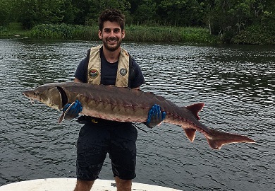 SCDNR Freshwater Fisheries Biologist Mark D'Ercole aids in the recovery of the sturgeon from Lake Moultrie.