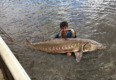 SCDNR freshwater fisheries biologist, Mark D'Ercole, with an Atlantic Sturgeon caught in the Great Pee Dee River for research activities within the guidelines of the National Marine Fisheries Service Biological Opinion #2206-030. SCDNR freshwater fisheries biologist, Mark D'Ercole, with an Atlantic Sturgeon caught in the Great Pee Dee River for research activities within the guidelines of the National Marine Fisheries Service Biological Opinion #2206-030.