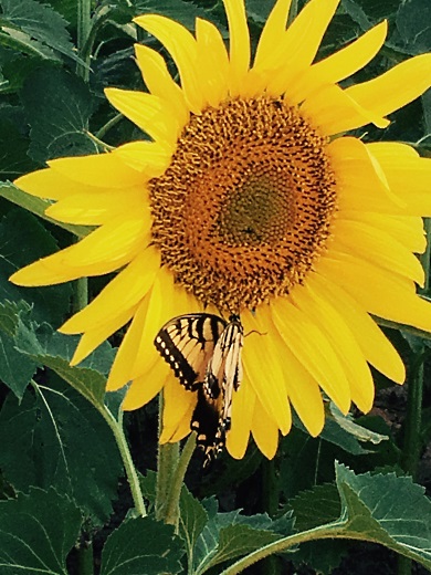 Sunflowers at SCDNR's Draper Wildlife Management Area in York County are putting on a floral display for the next week, and visitors are encouraged to come by and have a look. (Photo(s) by Pat Miller)