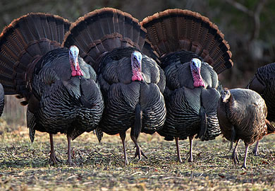 Wild Turkeys