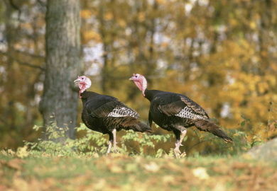 Close view of two toms walking through woodland in autumn. (USFWS Photo/Steve Maslowski)