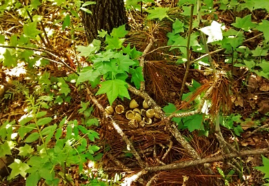 It is unlawful to rob any wild turkey nest or to possess wild turkey eggs.