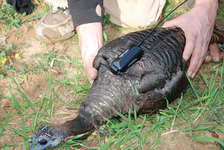 GPS-enabled backpack transmitters are an important tool for wild turkey researcher's efforts to learn more about the birds' behaviors. [SCDNR photo]