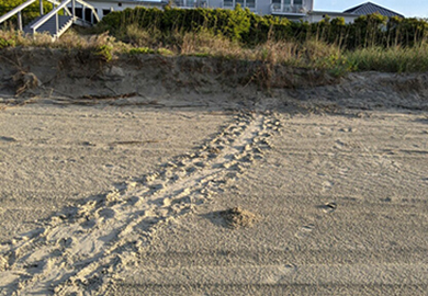 Turtle crawling tracks in the sand.