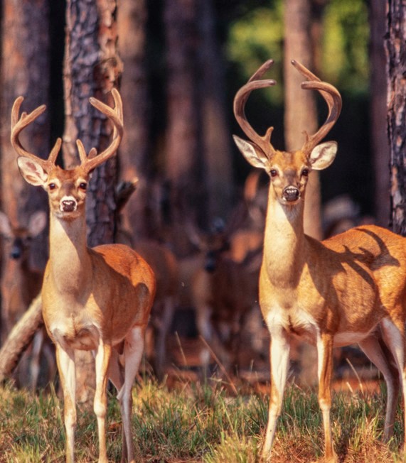 two deer with large antlers standing side by side