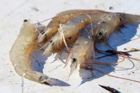 White shrimp are one of three commercially important shrimp species in South Carolina, along with brown shrimp and pink shrimp. (Photo: E. Weeks/SCDNR)