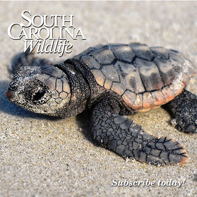 Happy 65th birthday South Carolina Wildlife magazine! Thank you for all the memories and the adventures yet to come!