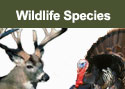 SCDNR - Wildlife Information