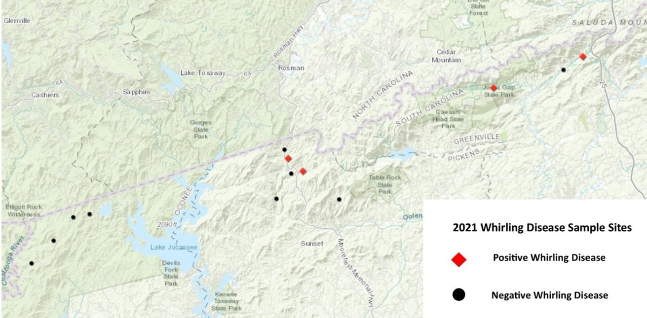 Negative and positive whirling disease sample sites on the South Carolina side of the North and South Carolina border. Four negative sites near Ellicott Rock Wilderness. Four negative and two positive sites just to the West of Table Rock State Park. One positive site at Jones Gap State Park, and one positive and one negative site to the East of Jones Gap State Park.