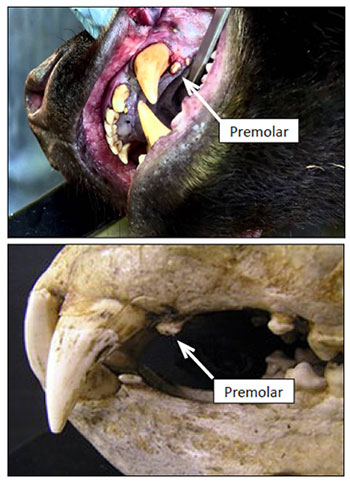 Site of Premolar extraction on Black Bears