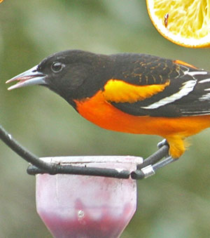 Baltimore Oriole