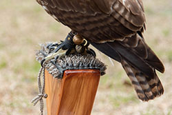 Block Perch