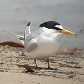 Coastal Birds