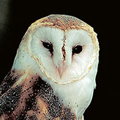 Barn Owl - Raptor