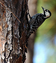 Red-cockaded Woodpecker