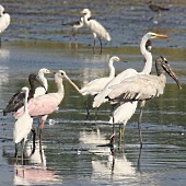 Wading Birds