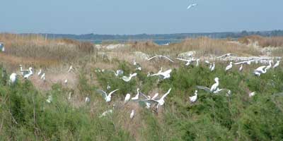 Colonies of coastal bird species nesting on Bird Key - Stono Seabird Sanctuary