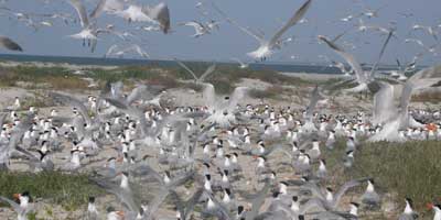 Colonies of coastal bird species flying over Deveaux Bank