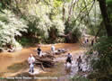 Reedy River Sweep - Greenville County