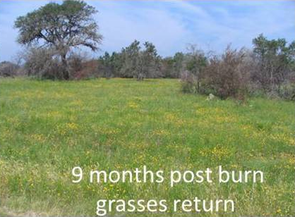 9 Months after burn: Grasses Return