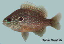 Dollar Sunfish