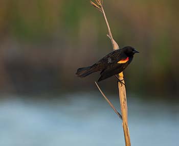 Photograph - Redwing Black Bird