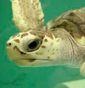 Loggerhead Turtle