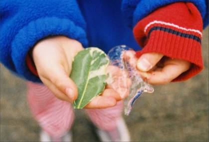 Picture of ice damage