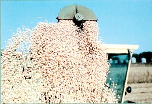 Harvestor harvesting Grain