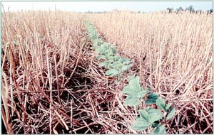 Crops growing