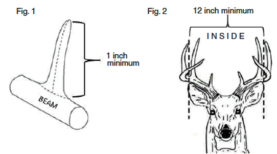 Illustration of Deer Antlered Restrictions