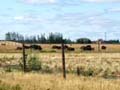 Fort Whyte bison herd