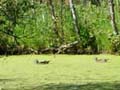 Wood ducks at Fort Whyte