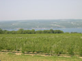 Finger lake wine country