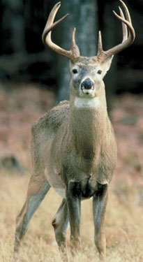 White-tailed deer