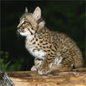 Wildlife - Baby Bobcat